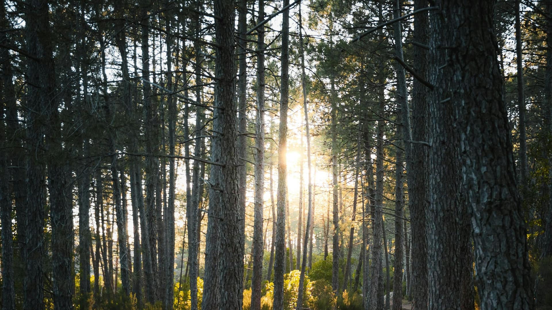 Sendero entre los pinos del bosque de Cariló al atardecer