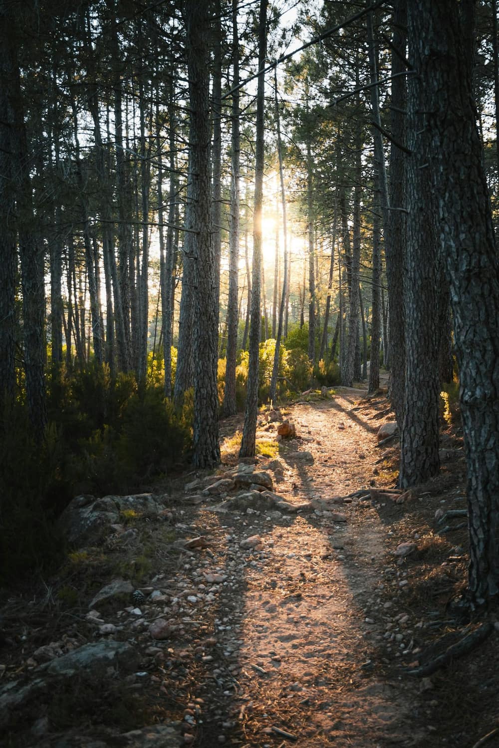Sendero entre los pinos del bosque de Cariló al atardecer